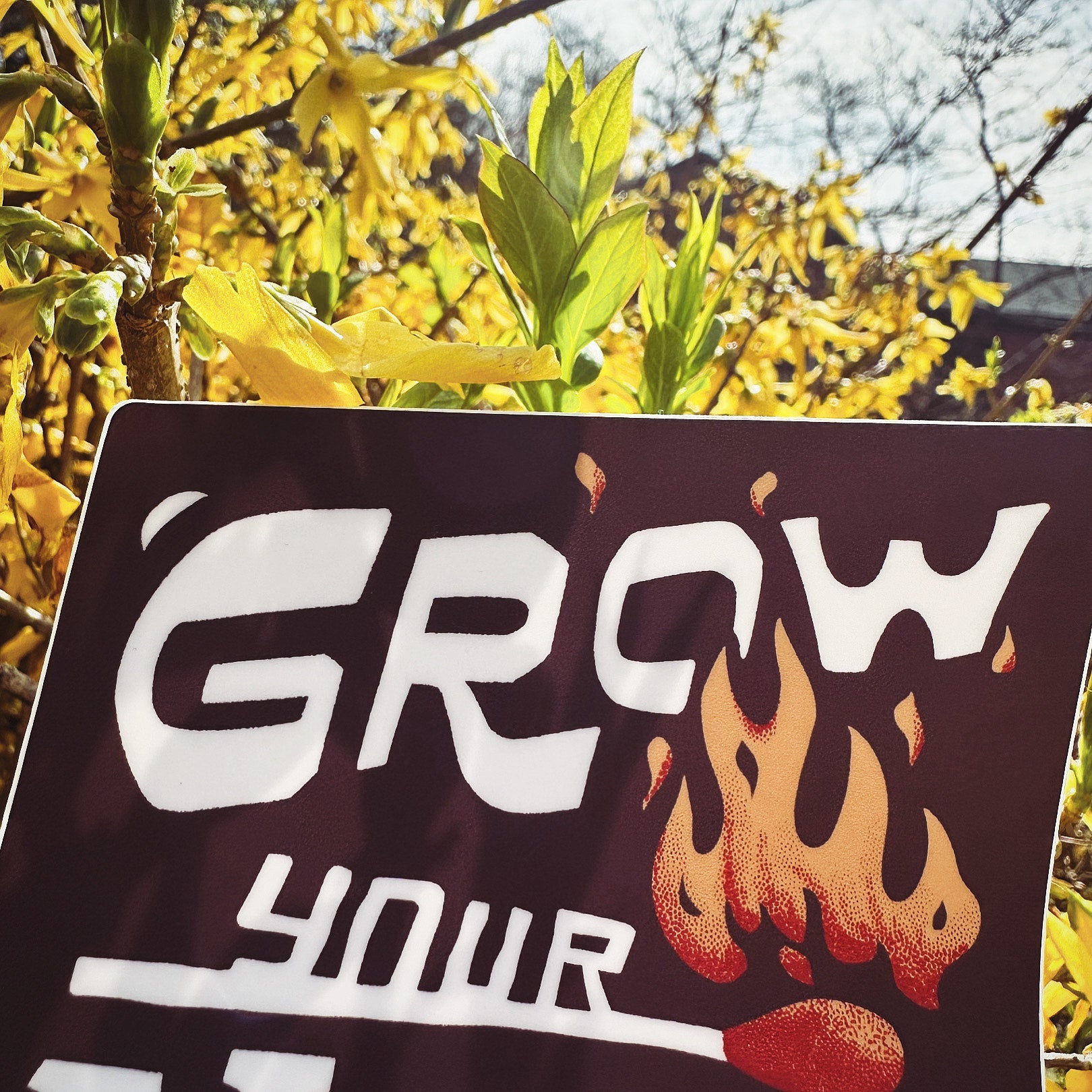 Grow Your Light - menottees