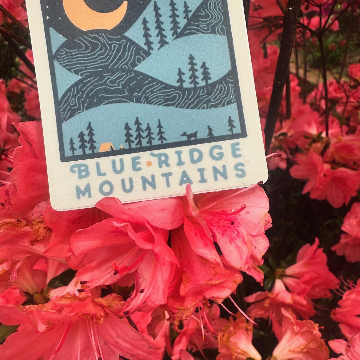 Night Ridge (Asheville) - menottees