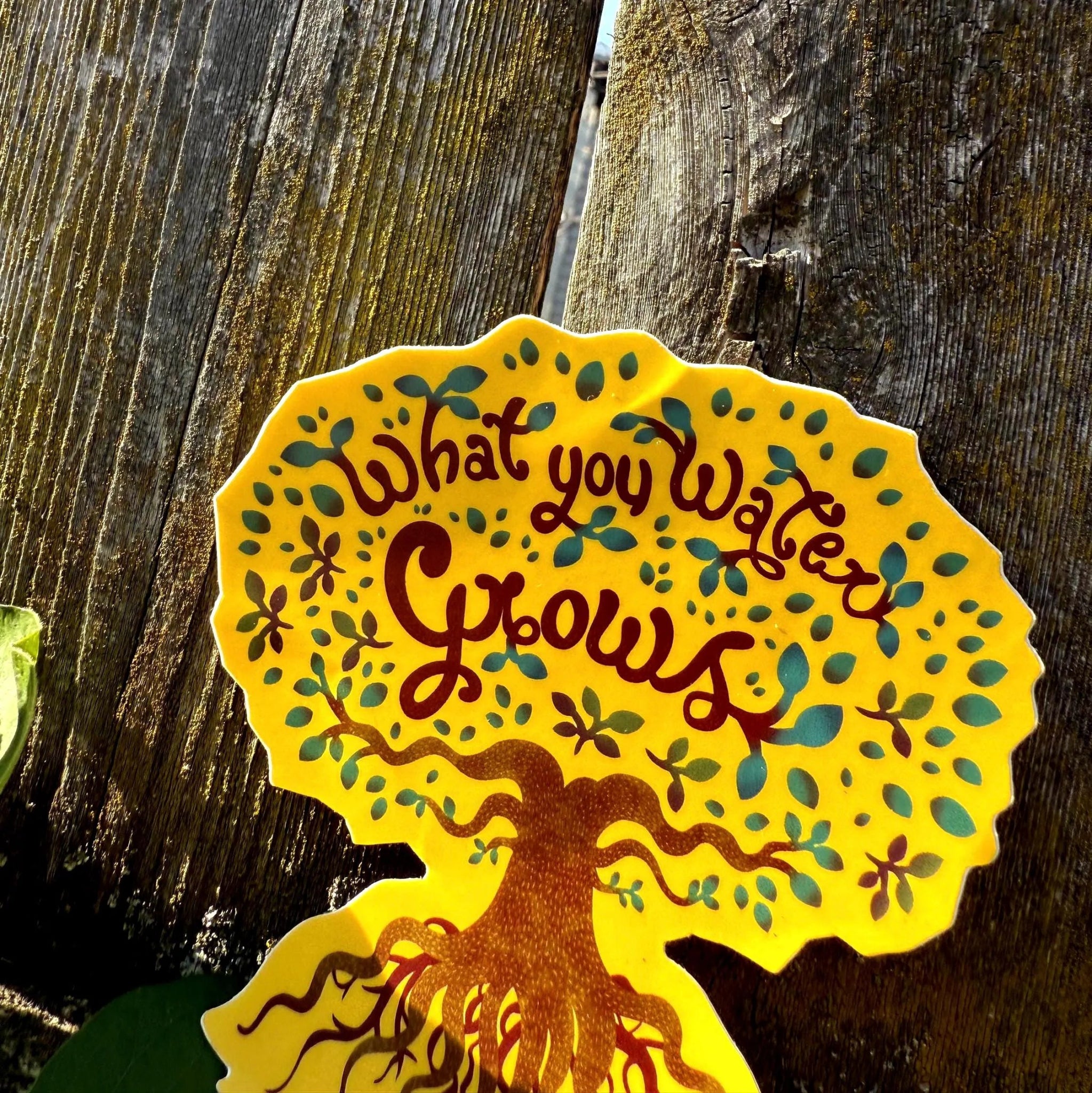 What You Water Grows - menottees